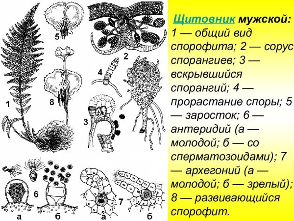 Щитовник мужской заросток