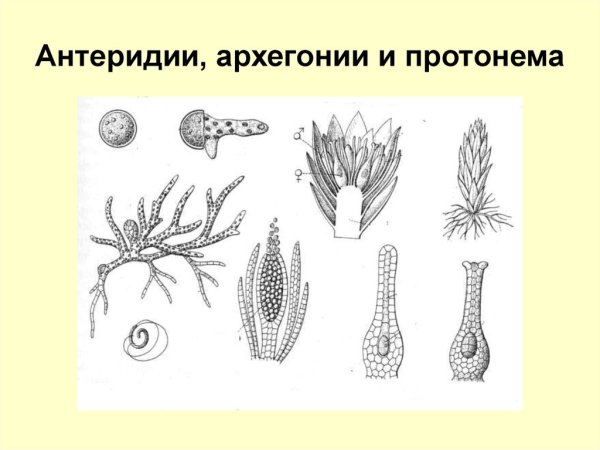 Антеридии и архегонии мха