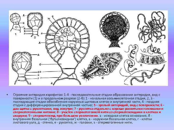 Архегонии и антеридии