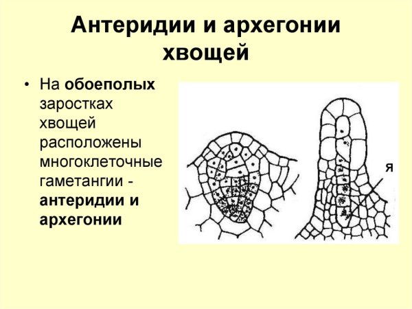 Размножение харовых водорослей