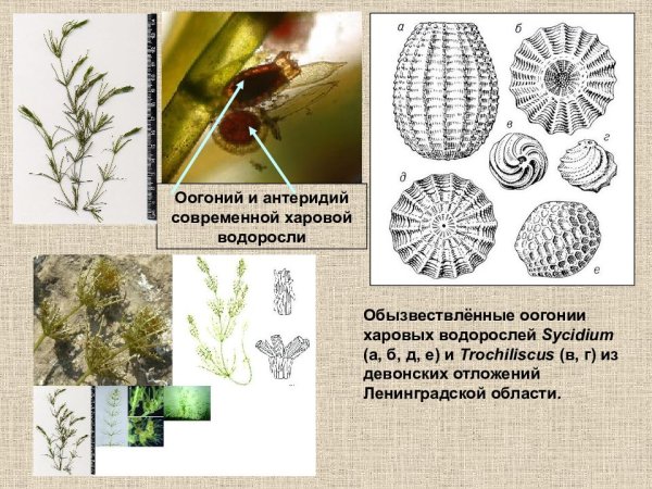 Заросток хвоща это гаметофит