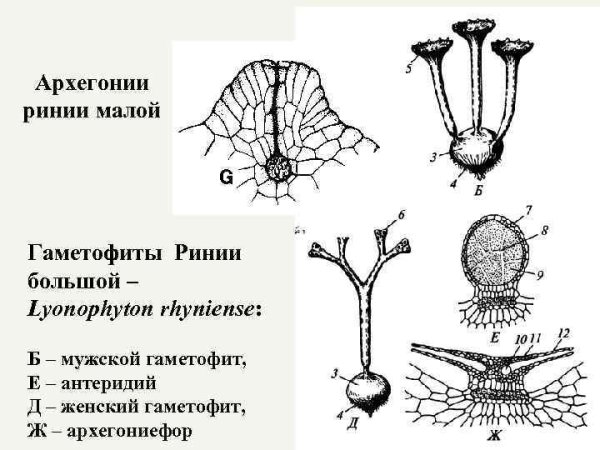 Гаметофит хвоща полевого