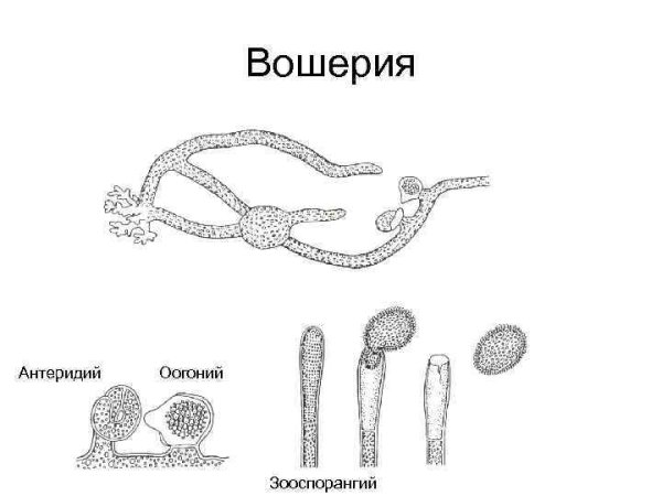 Строение архегония