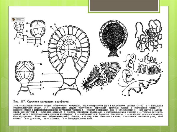 Сорусы архегонии антеридии
