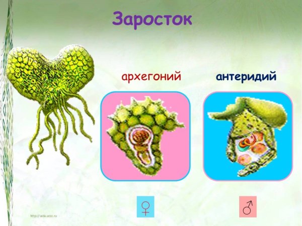 Архегонии и антеридии у папоротника