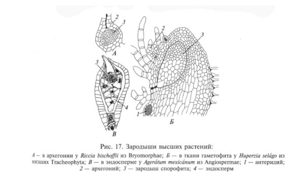 Аскогон и трихогина