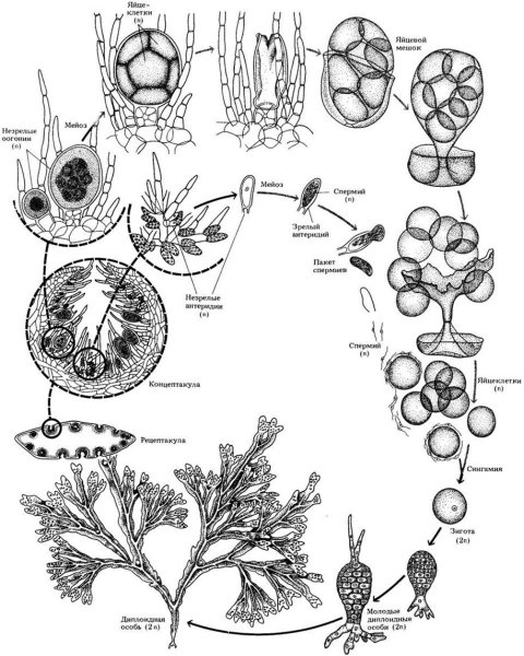Строение таллома маршанции