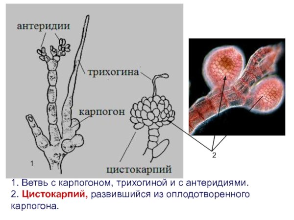 Гаметофиты заростки хвоща полевого