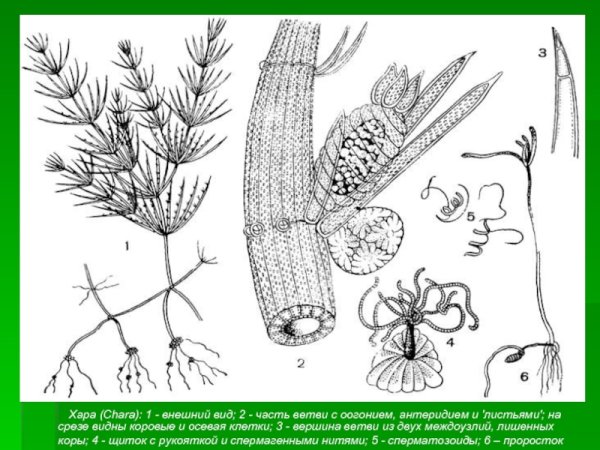 Схема цикла развития сальвинии