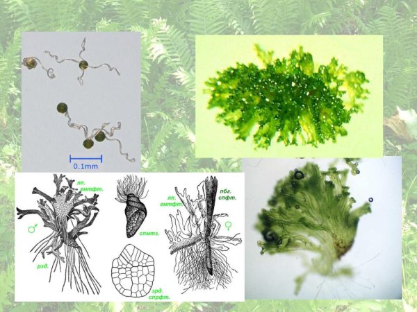 Щитовник мужской антеридий