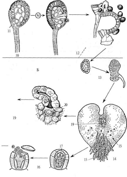 Мох строение архегонии антеридии