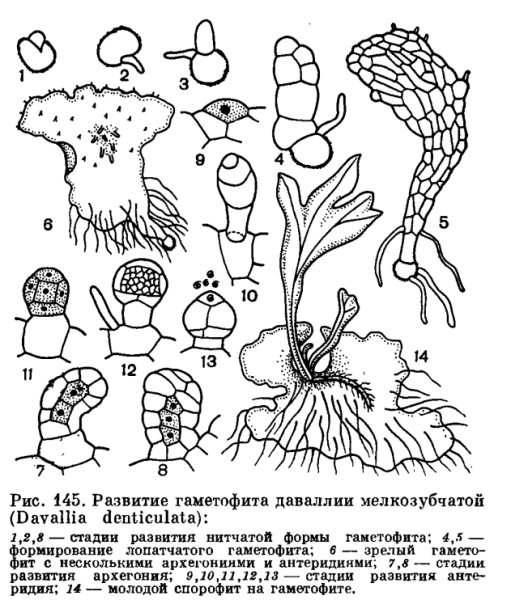 Строение слоевища маршанции