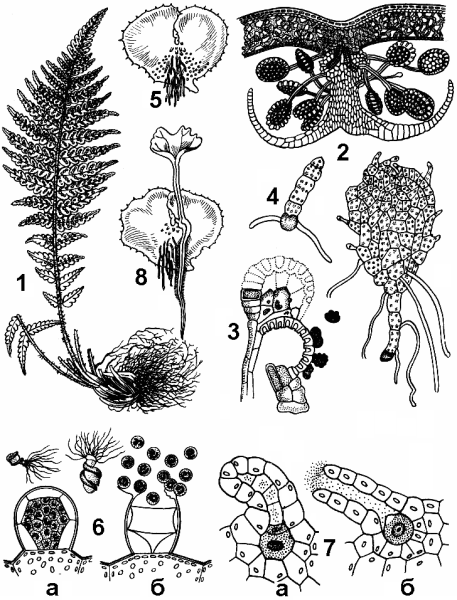 Апикальная меристема маршанции