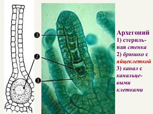 Продольный разрез через таллом маршанции