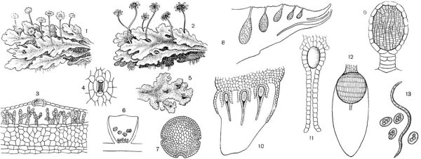 Оплодотворение маршанции