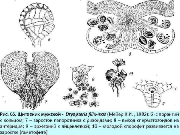 Цикл размножения плауна