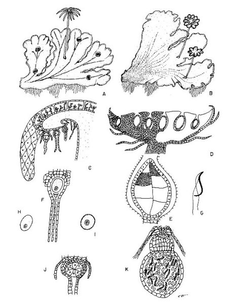 Архегонии и антеридии у папоротника