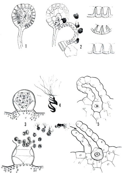 Архегонии и антеридии у папоротника