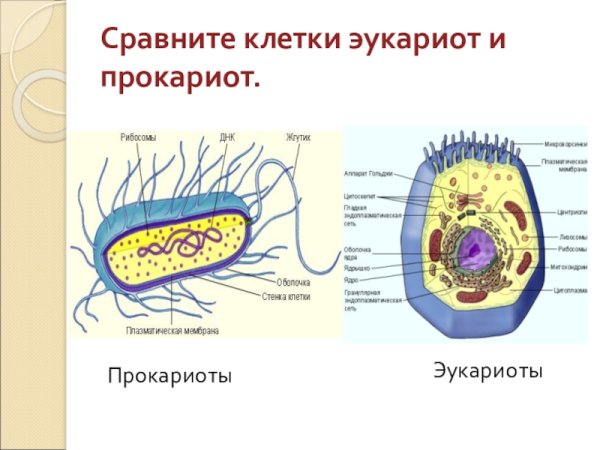 Строение клетки прокариот и эукариот рисунок