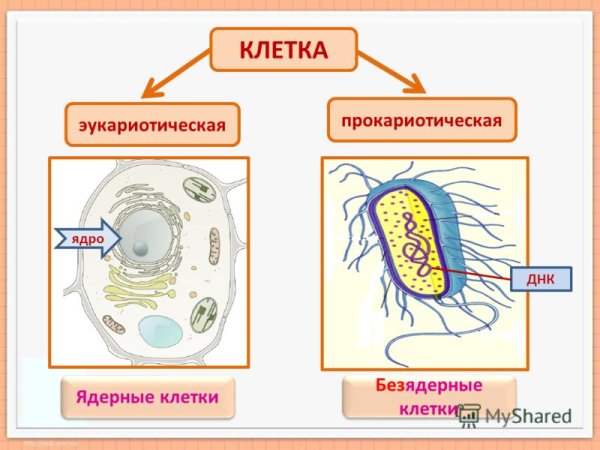 Строение прокариотической клетки и эукариотической клетки