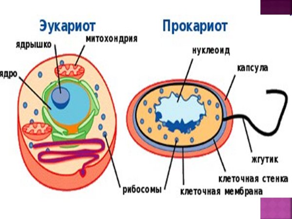 Строение эукариотической клетки