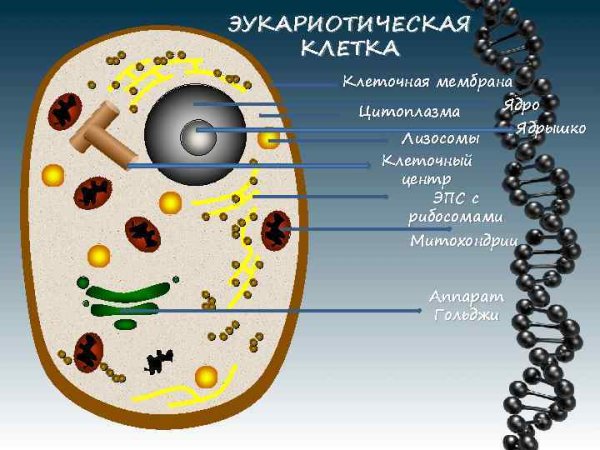 Схема строения эукариотической клетки