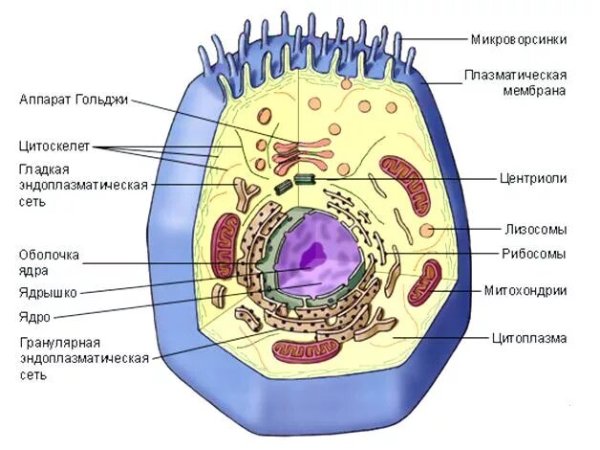 Строение клетки эукариот схема