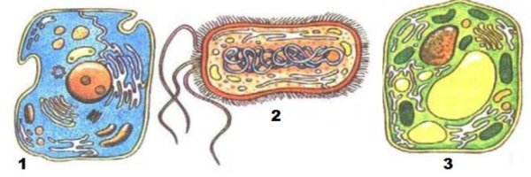 Прокариотическая клетка ядро