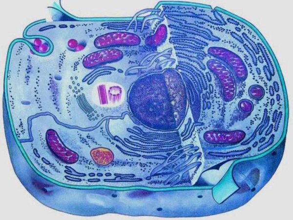 Живая клетка