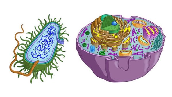 Цитоплазма эукариотической клетки рисунок