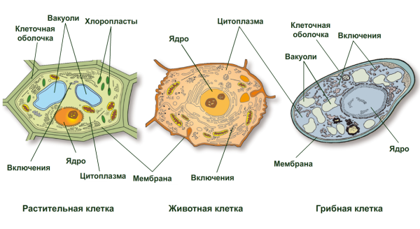 Схема строения животной клетки