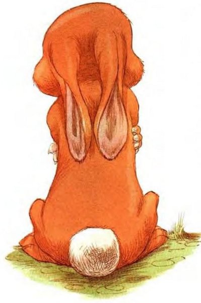 Заяц со спины