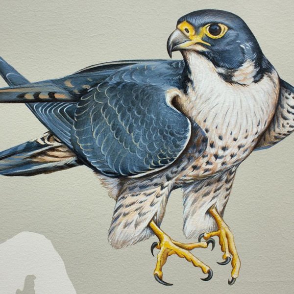 Сокол иллюстрация