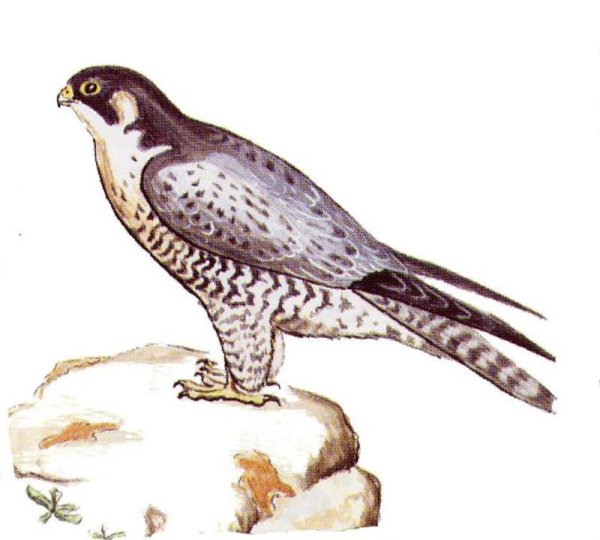 Балабан рисунок для детей