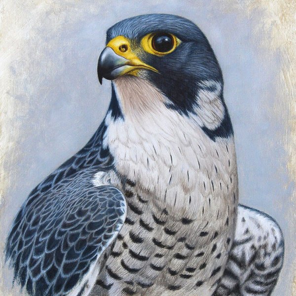 Сокол Сапсан мультяшный