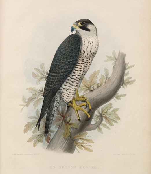Сокол иллюстрация