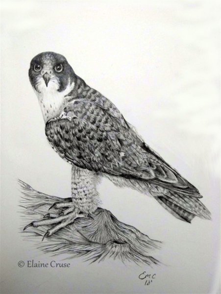 Финист Ясный Сокол раскраска