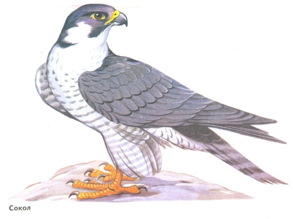 Сокол рисунок карандашом