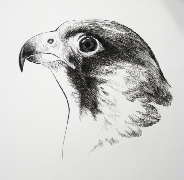 Сапсан птица тату