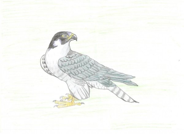 Аллегро поезд сбоку