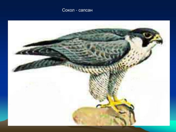 Нарисовать Сокола поэтапно