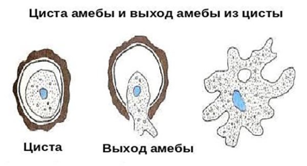 Амёба обыкновенная циста
