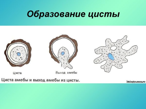 Амёба обыкновенная циста