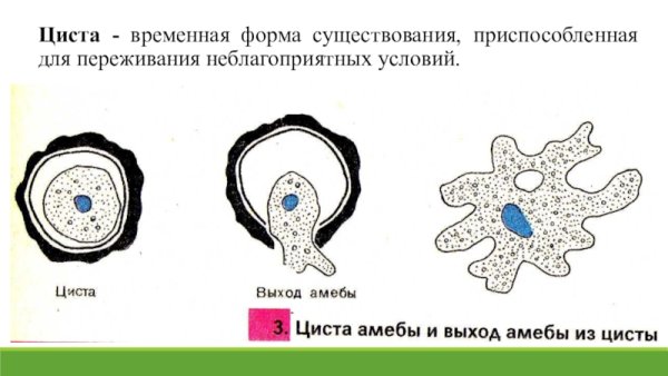 Амёба обыкновенная циста