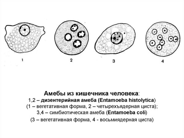 Малая вегетативная форма дизентерийной амебы