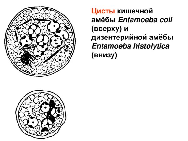 Цисты кишечной амебы (Entamoeba coli)