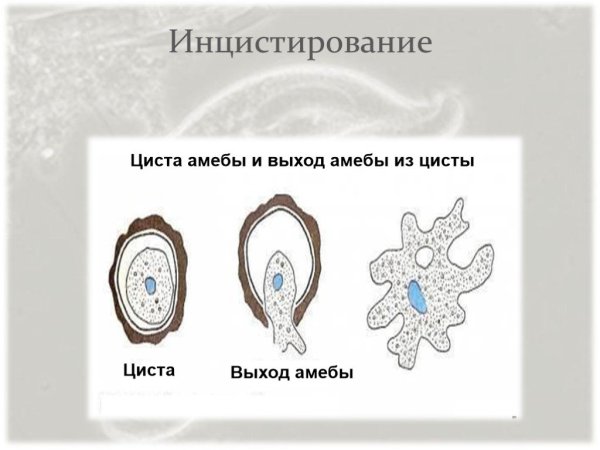 Образование цисты у амебы
