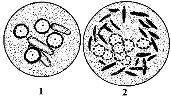 Циста амёбы дезентерийной