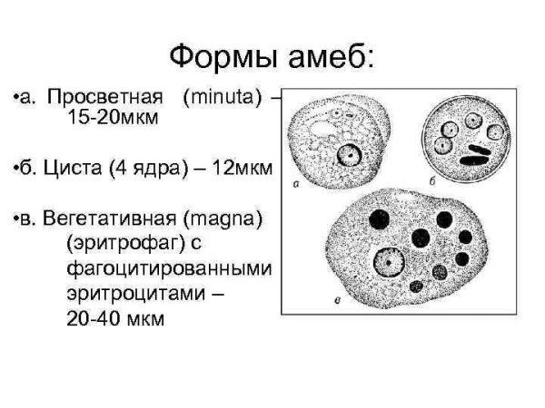 Формы дизентерийной амебы