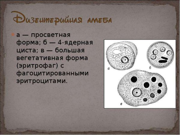 Большая вегетативная форма дизентерийной амёбы